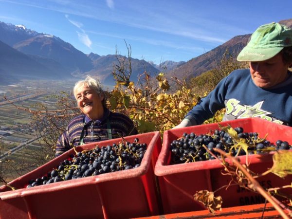 beudon-vendanges-2016-caroline-faiss-3