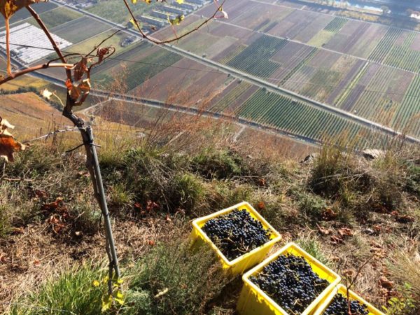 beudon-vendanges-2016-caroline-faiss-8